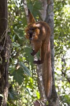 Hybrid brown with crowned male lemur at Palmarium