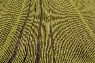 Winter barley