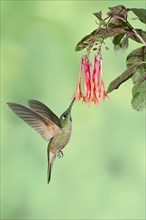 Fawn-breasted Brilliant