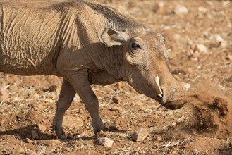 Desert Warthog