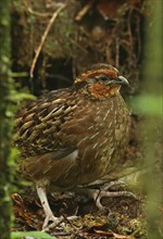 Singing quail