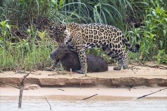 Adult south american jaguar