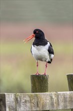 Eurasian Oystercatcher