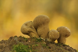 Four Brown umber-brown puffball