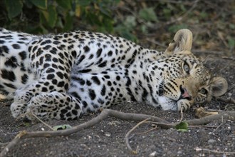 Pardusnian leopard niche leopards