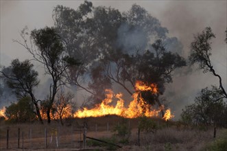 Flames of a burning bushfire