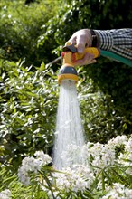 Gardener watering plants in garden with hose