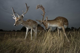 Fallow Deer