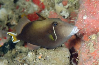 Flagtail triggerfish