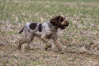 The Spinone Italiano is an Italian dog breed. It is traditionally used for hunting