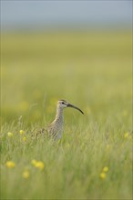 Whimbrel