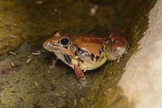 Sharp-nosed rocket frog