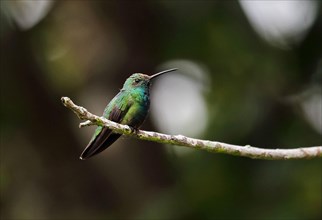 Veraguan Mango