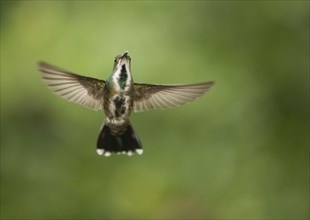 Green-breasted mango