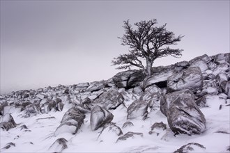 Lone briar on snow-covered limestone cliff