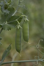 Ready to pick peas in pods