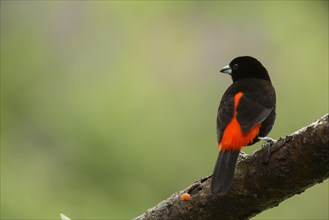 Passerini's Tanager