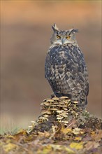 Adult eurasian eagle-owl