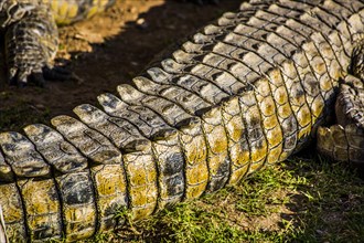 Tail of a crocodile