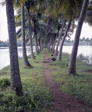 Coconuts in backwaters of Kerala