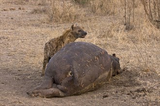 Spotted hyena