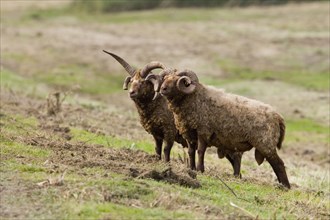 Manx loaghtan sheep