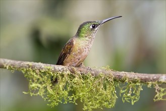 Fawn-breasted Brilliant