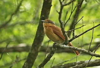 Chestnut-faced Becard