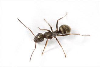 Grey black negro ant