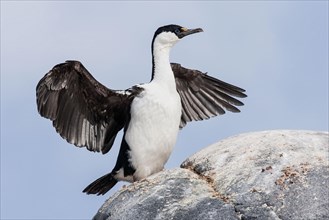 Antarctic Cormorant