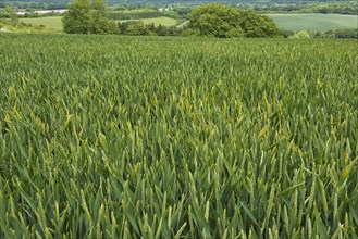 A mild foci of barley yellow dwarf virus