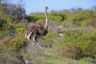 South African Ostrich