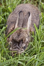 Rabbits with advanced stages of myxomatosis caused by myxoma virus