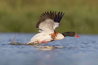 Common shelduck