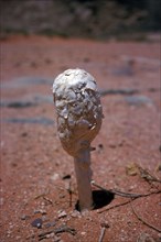 (Podaxis pistillaris) is a very distinctive relative of the puffballs found in deserts, this one