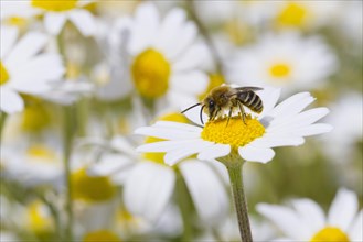 Bare-saddled Plasterer Bee