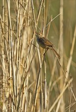 Wailing Cisticola