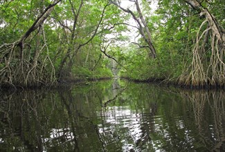 View along a stream in mangrove swamp habitat