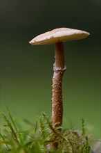 A fruiting body of earthy powdercap fungus