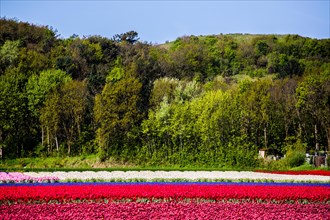 Flowering tulip fields