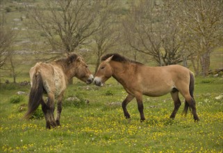 Przewalski's Horse