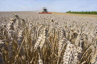 Wheat