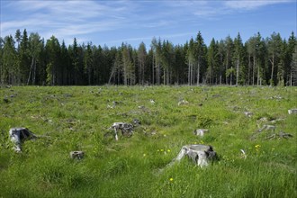 Bare coniferous forest with grass and wildflowers growing between the stumps