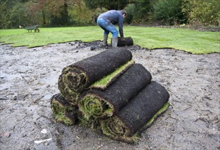 Rolls of lawn turf being laid in garden