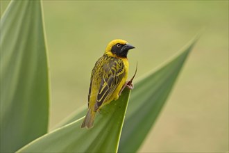 Speke's speke's weaver