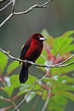Crimson back tanager