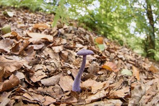 Fruiting body of the amethyst deceiver
