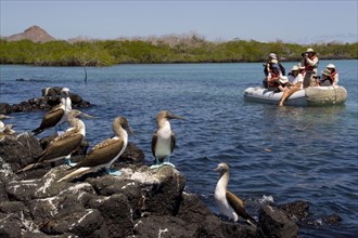 Tourists photographing blue-footed boobies of scruffy animals in the Galapagos Islands