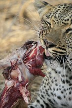 Leopard eats impala