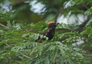 Flame-crested tanager